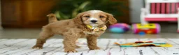 Mini Goldendoodle dogs for sale: Ricky - Ad 5