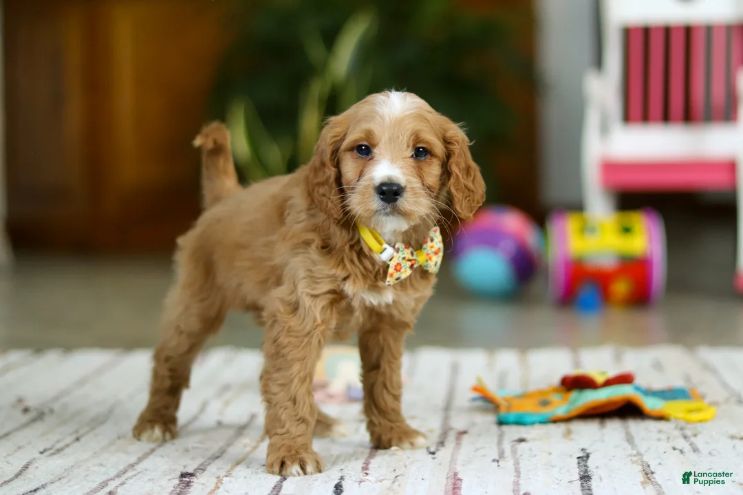 Mini Goldendoodle dogs for sale: Ricky - Ad 5