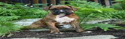Boxer dogs for sale: Gunner - Ad 5