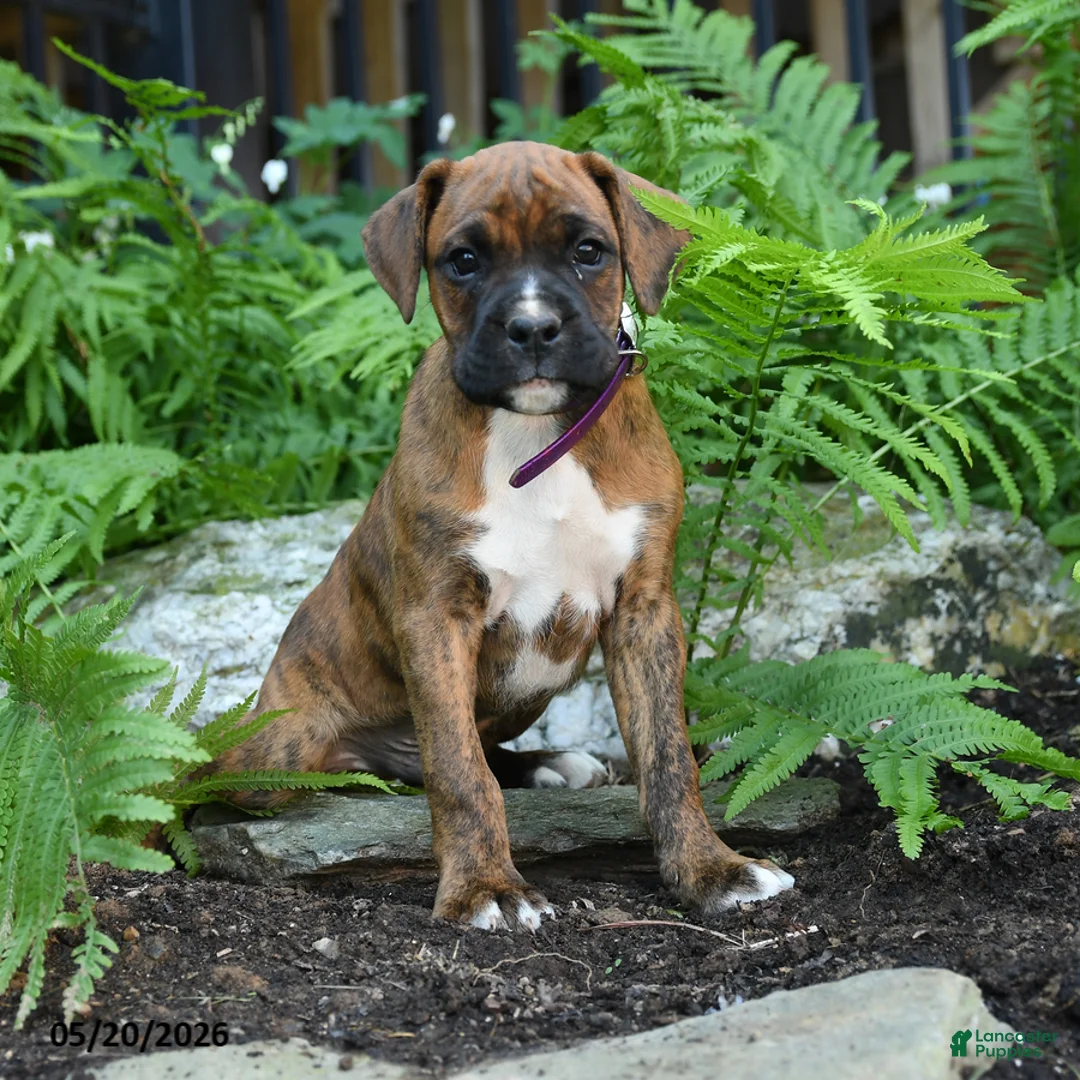 Boxer dogs for sale: Gunner - Ad 5