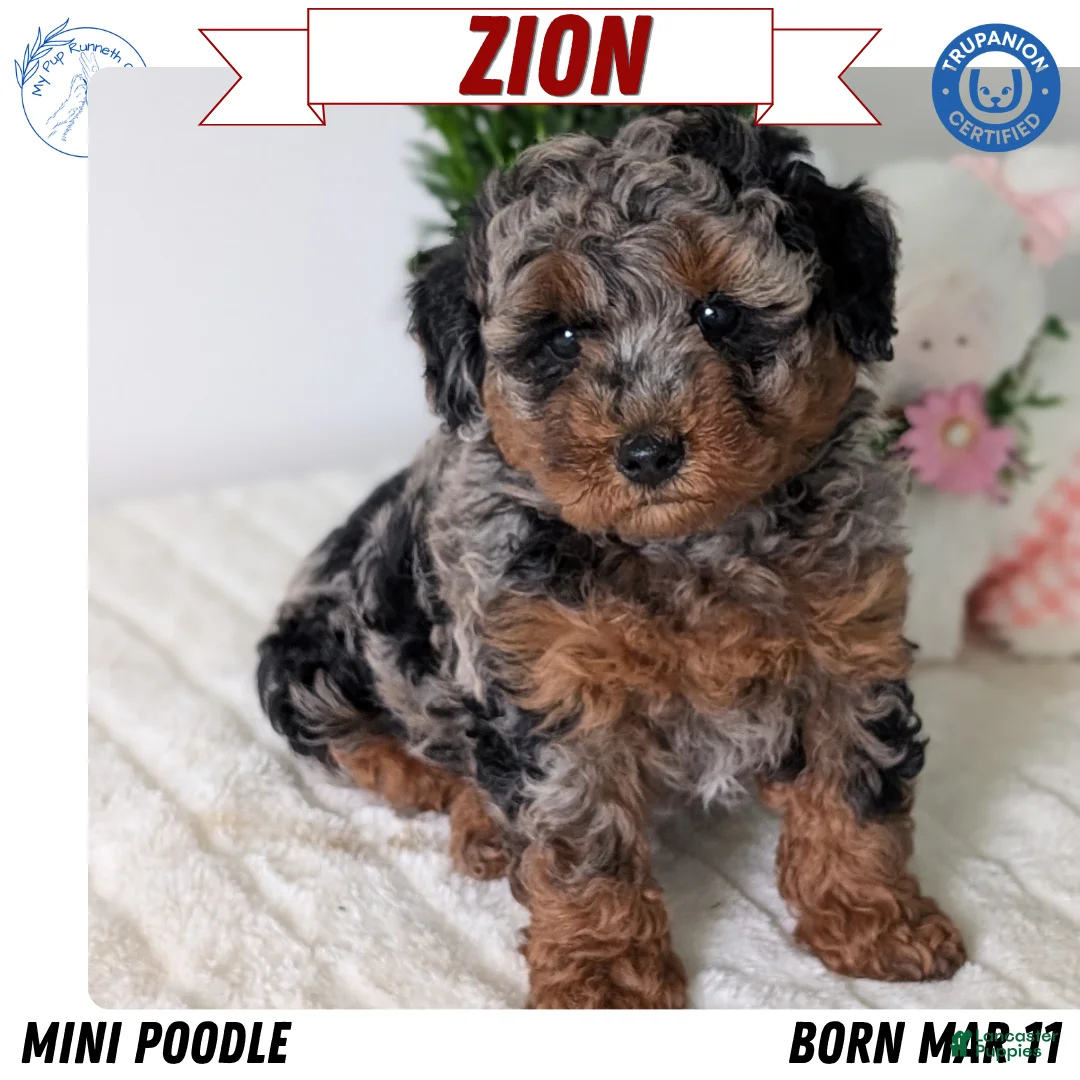 Toy Poodle dogs for sale: Zion - Ad 1