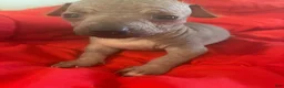 Chinese Crested dogs for sale: Mack - Ad 6