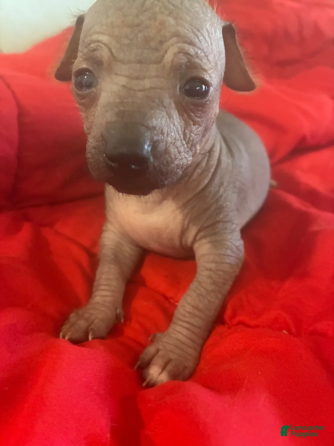 Chinese Crested dogs for sale: Mack - Ad 6