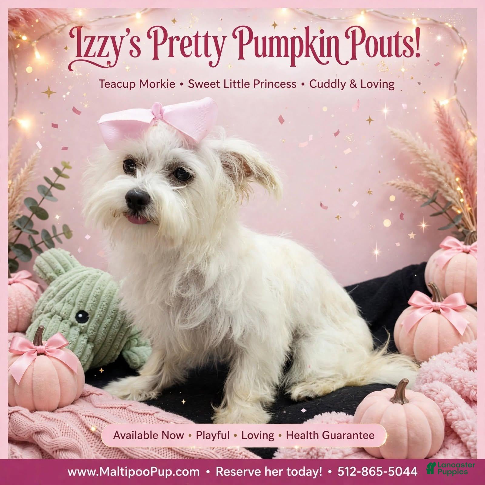 Morkie dogs Izzy - Ad 15