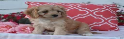 Cavapoo dogs for sale: Hadley - Ad 5