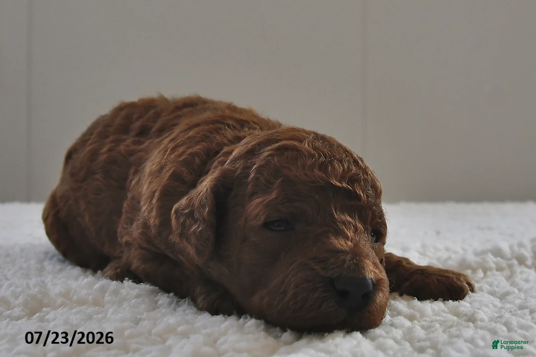 Mini Goldendoodle dogs for sale: Teddy - Ad 1