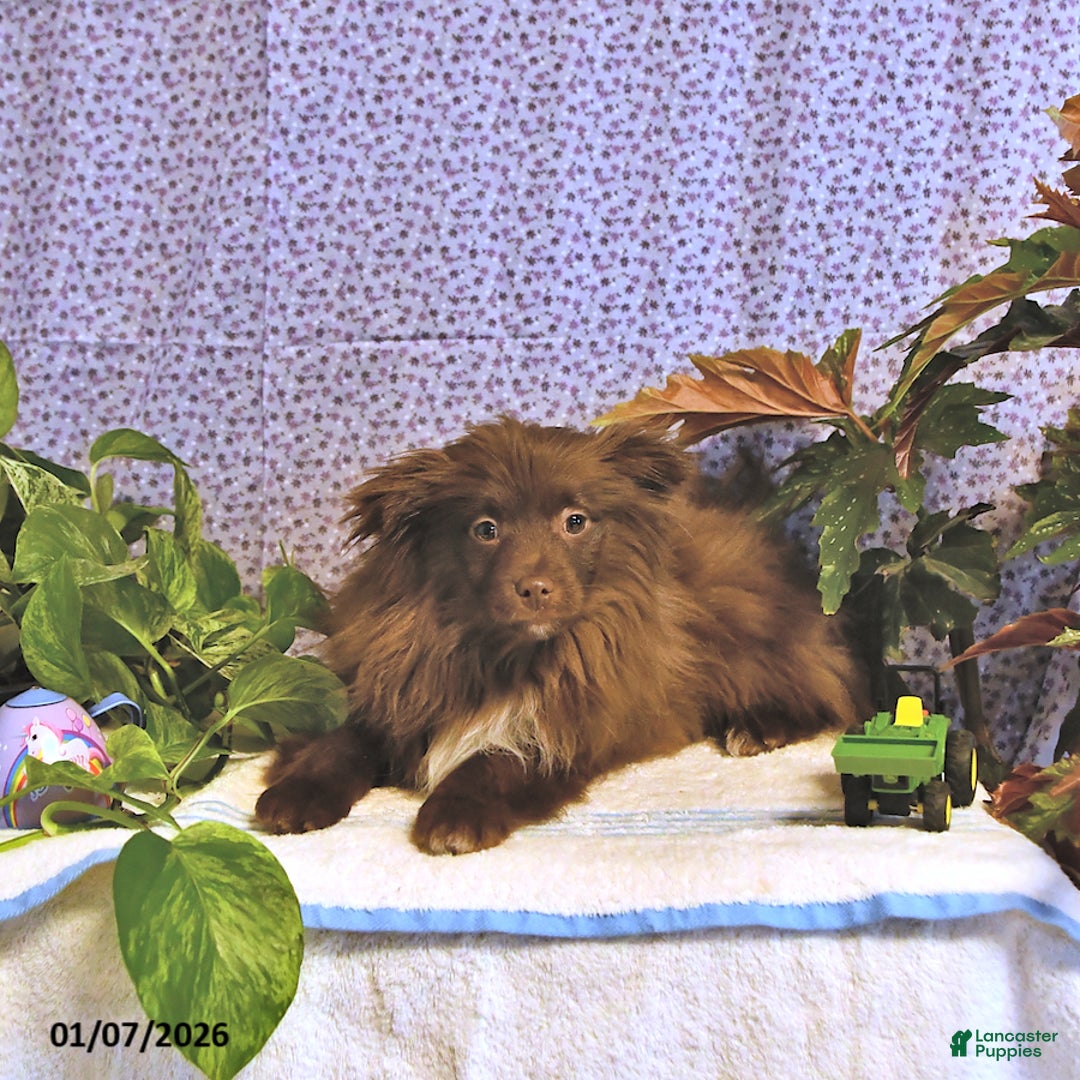 Mixed Breed dogs for sale: Darby - Ad 5