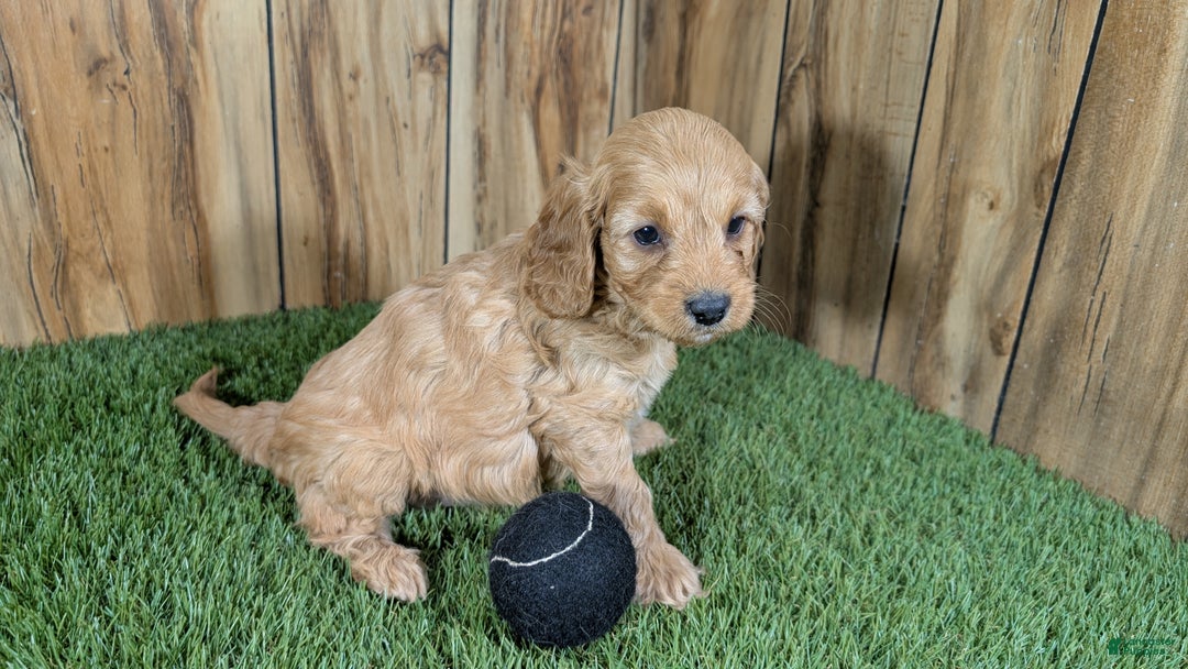 Cavapoo dogs for sale: Milly Boy 2 - Ad 3