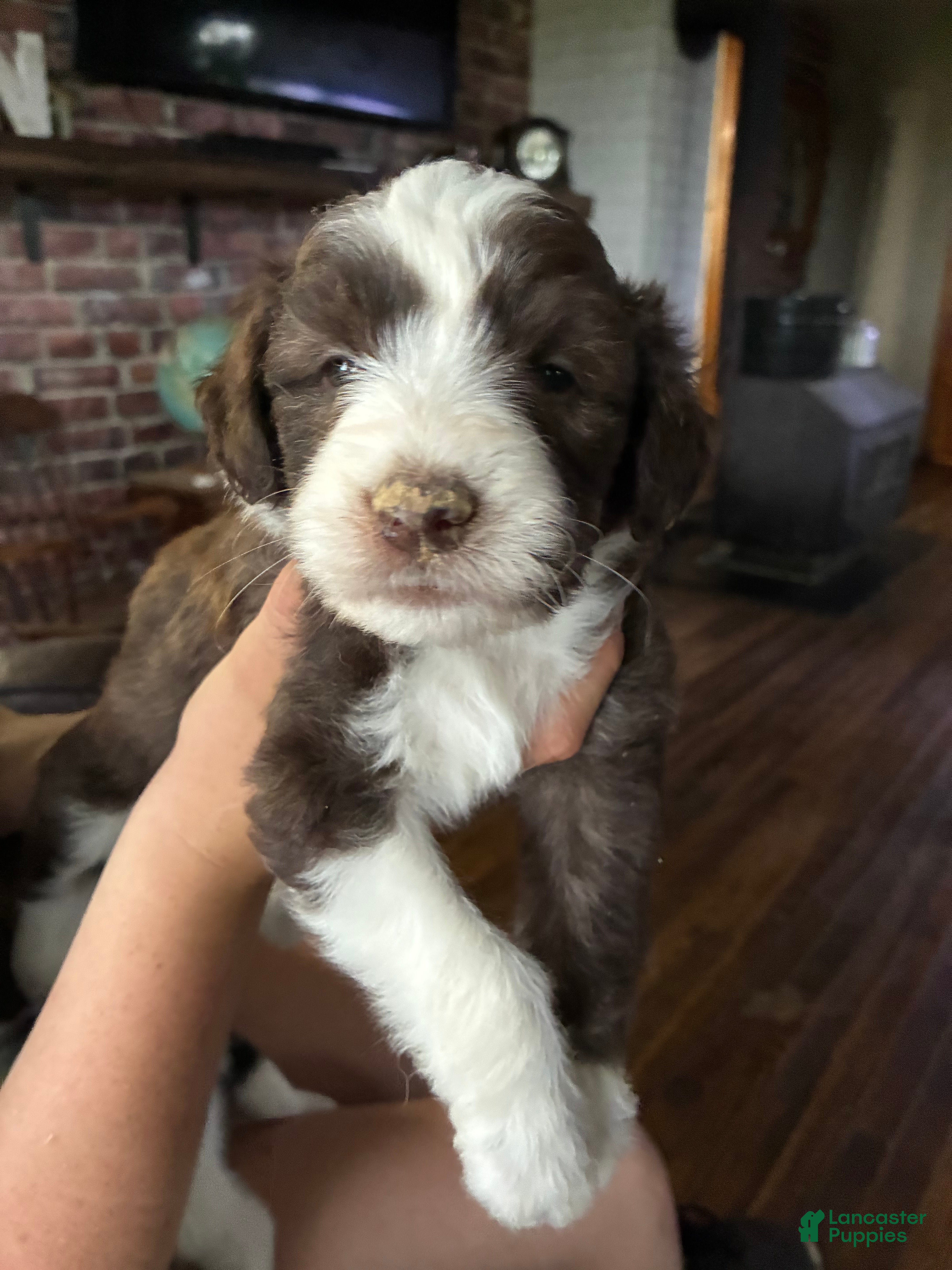 Mixed Breed dogs Aussie Doodle Male  - Ad 8