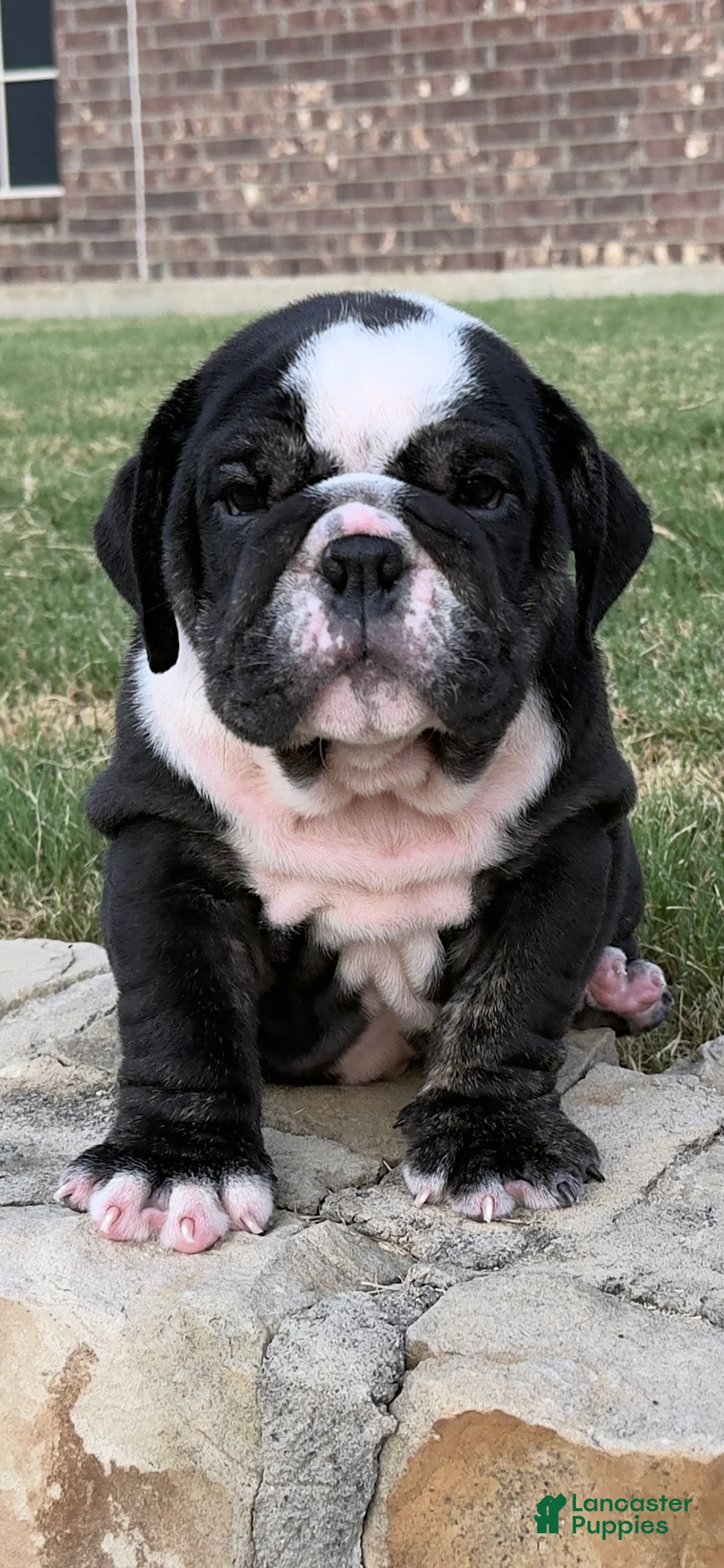 English Bulldog dogs for sale: BEAR PAWS- English Bulldog  - Ad 1