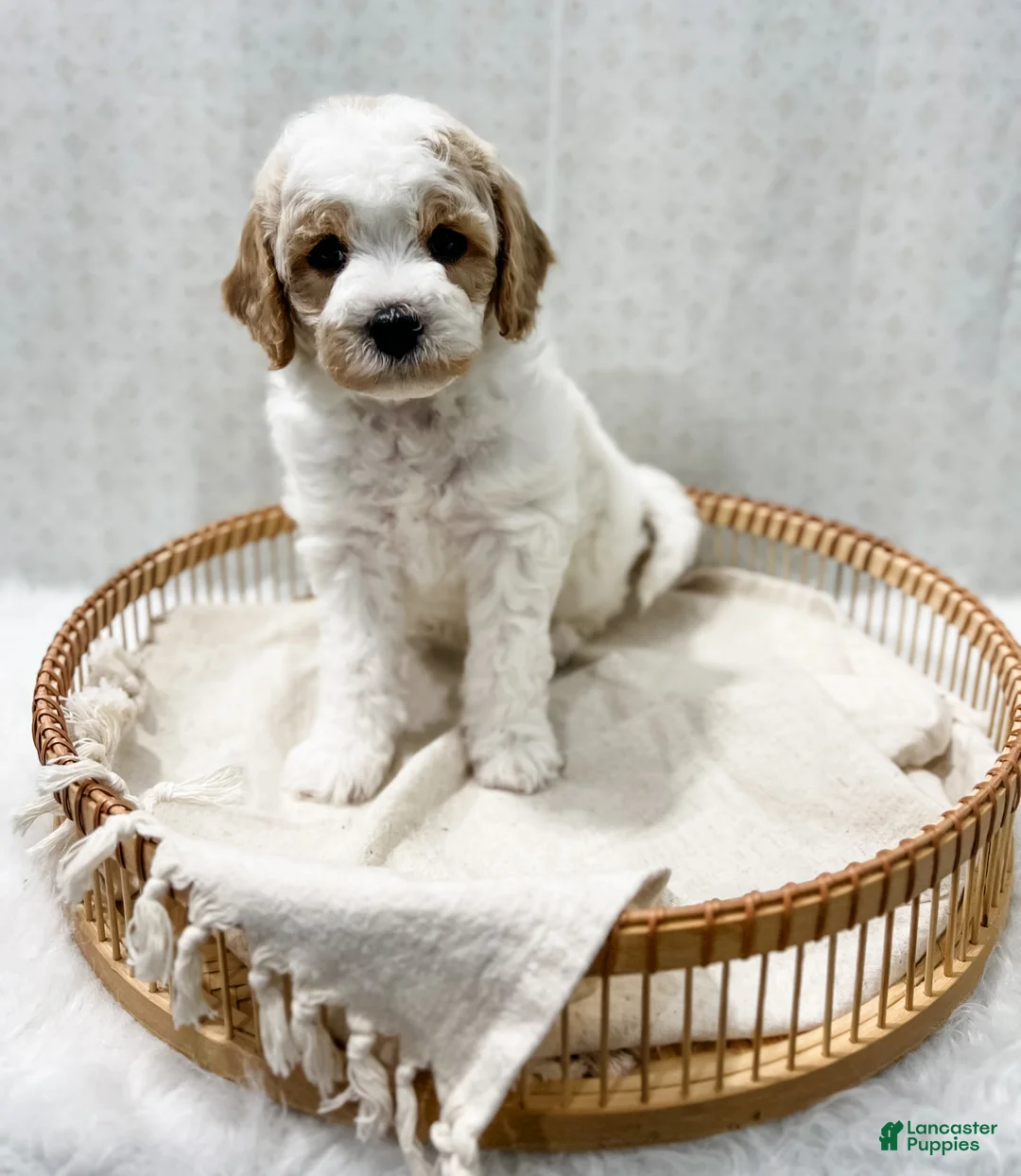 Cavapoo dogs for sale: River - Ad 9