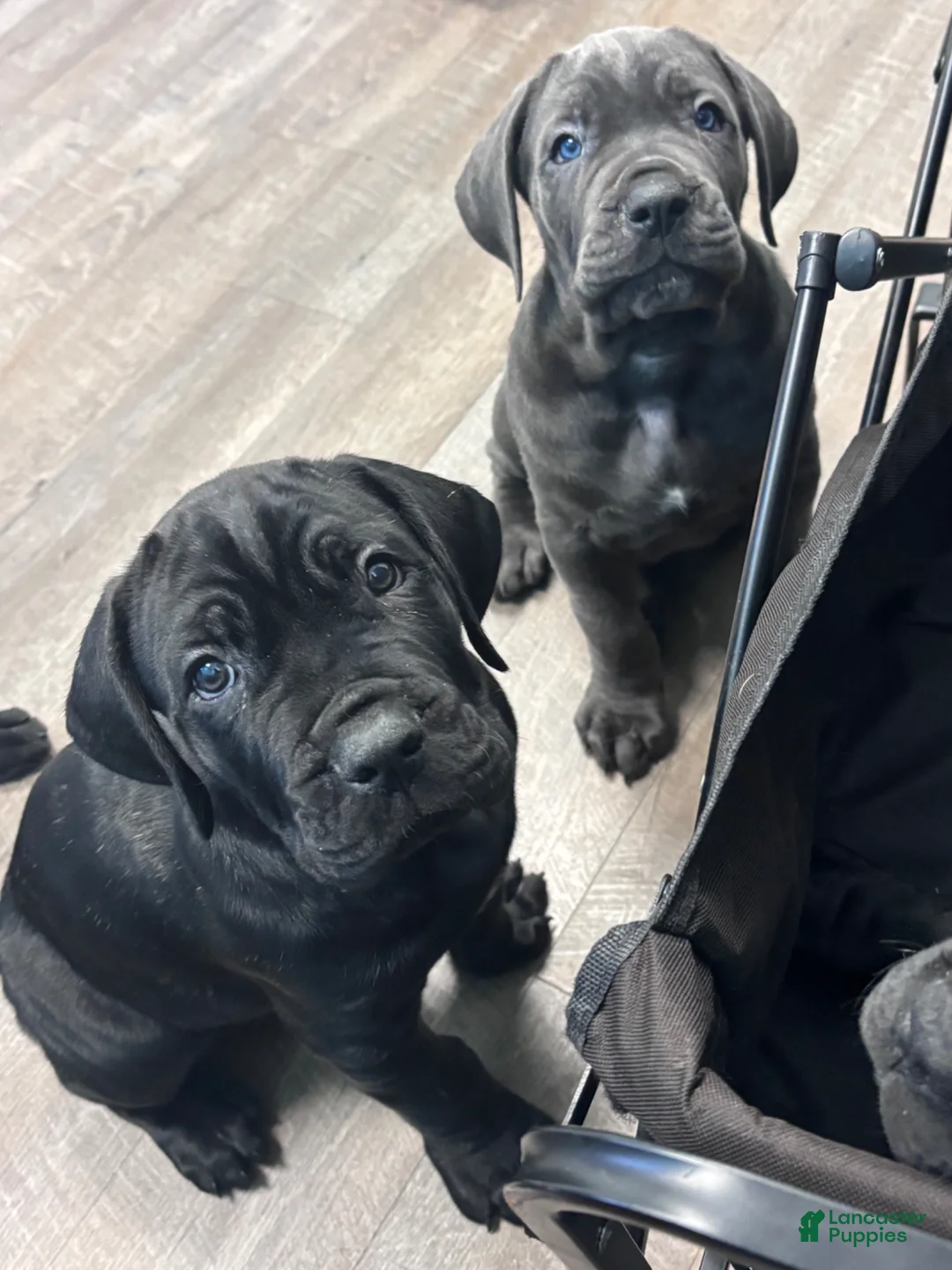 Cane Corso dogs for sale: Cane Corso Puppy 1 - Ad 1