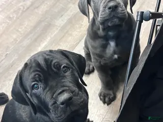 Cane Corso dogs Cane Corso Puppy 1 - Ad 6