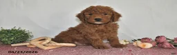 Goldendoodle dogs for sale: Milo - Ad 1