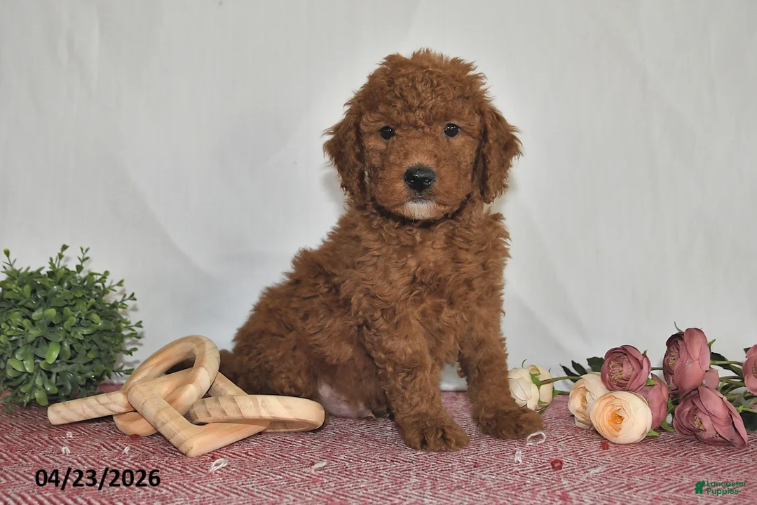 Goldendoodle dogs for sale: Milo - Ad 1