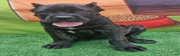 Cane Corso dogs for sale: SKY - Ad 10