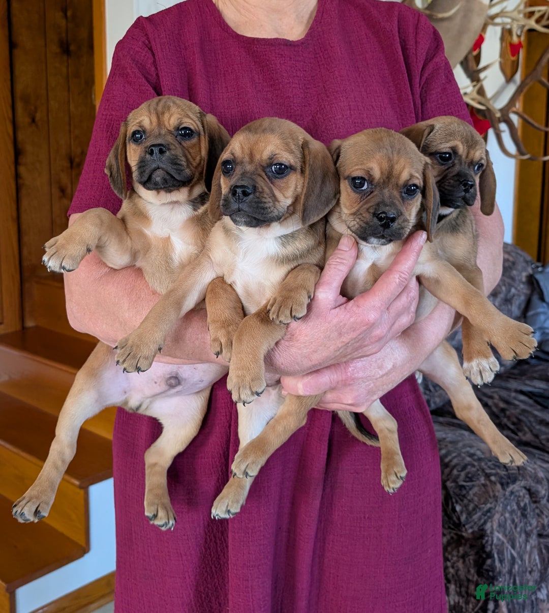 Puggle dogs for sale: Chance  - Ad 13