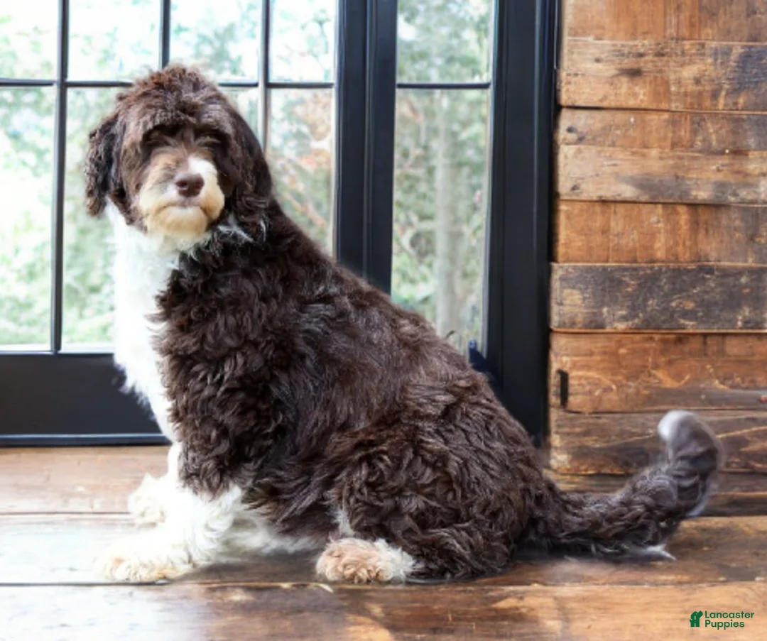 Portuguese Water Dog dogs for sale: Lucy - Ad 8