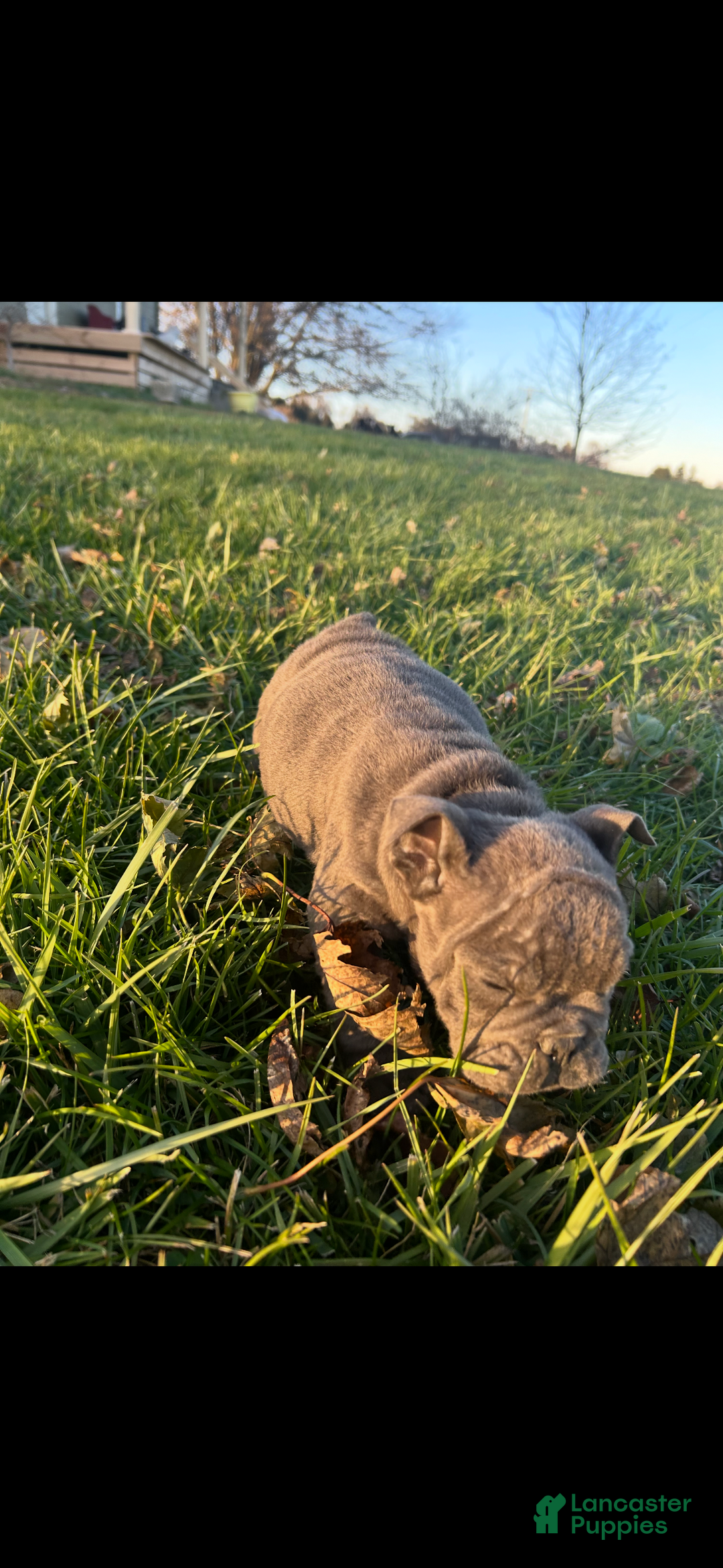 English Bulldog dogs for sale: Lucy - Ad 28