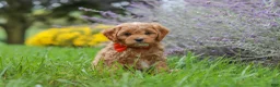 Cavapoo dogs for sale: Rover - Ad 5