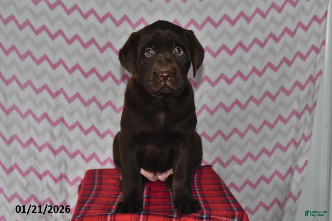 Labrador Retriever dogs for sale: Chloe - Ad 2