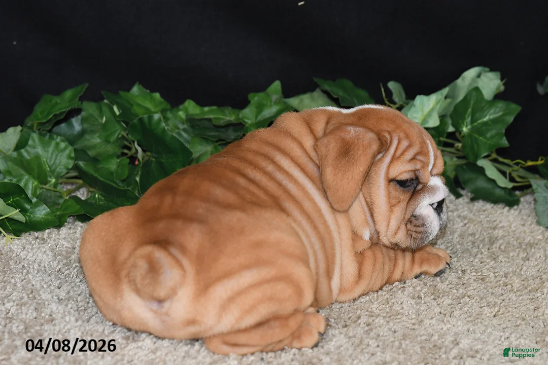 English Bulldog dogs for sale: Tyson - Ad 5