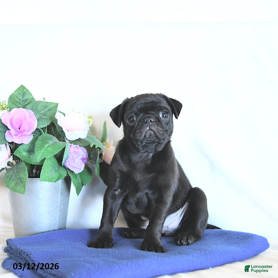 Mixed Breed dogs Coco  - Ad 1