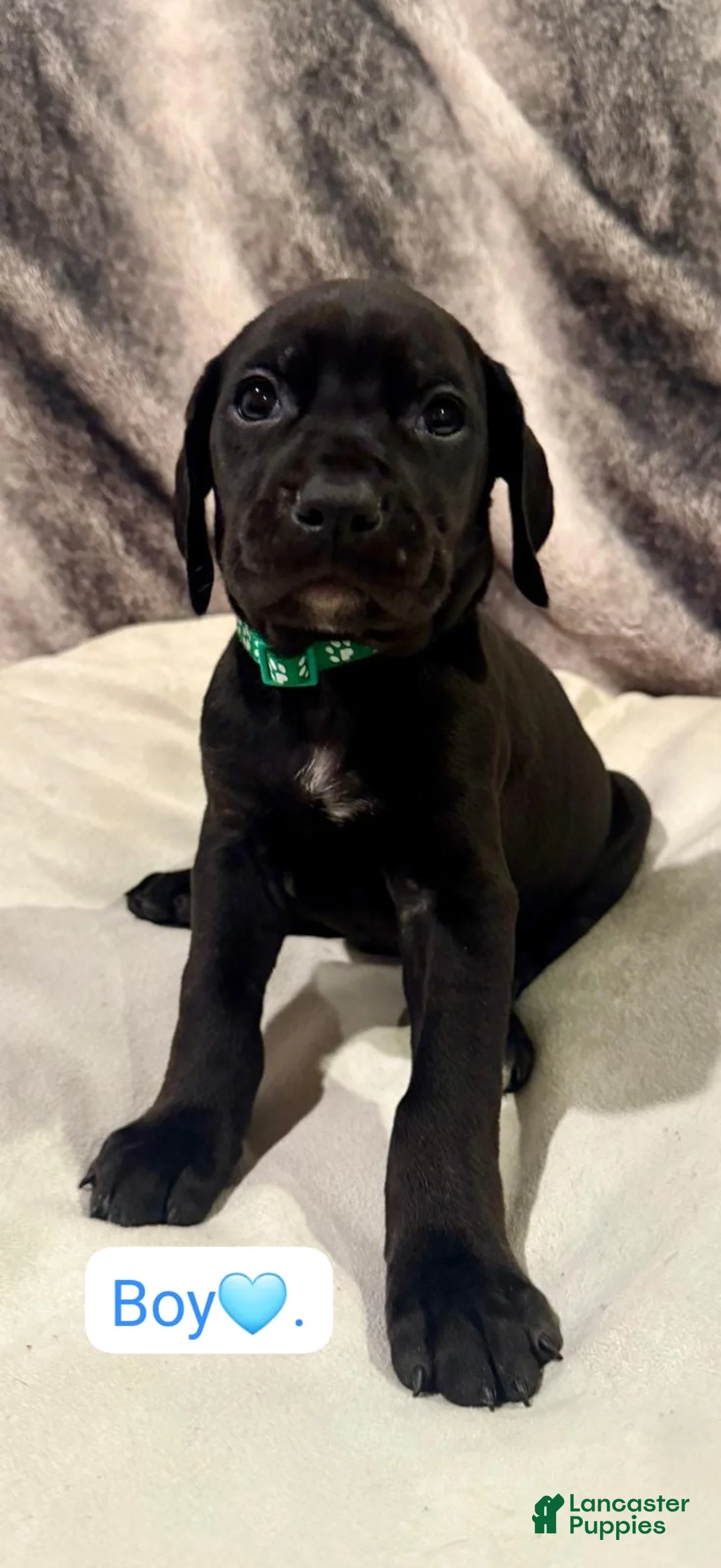 Mixed Breed dogs for sale: Pink - Ad 7