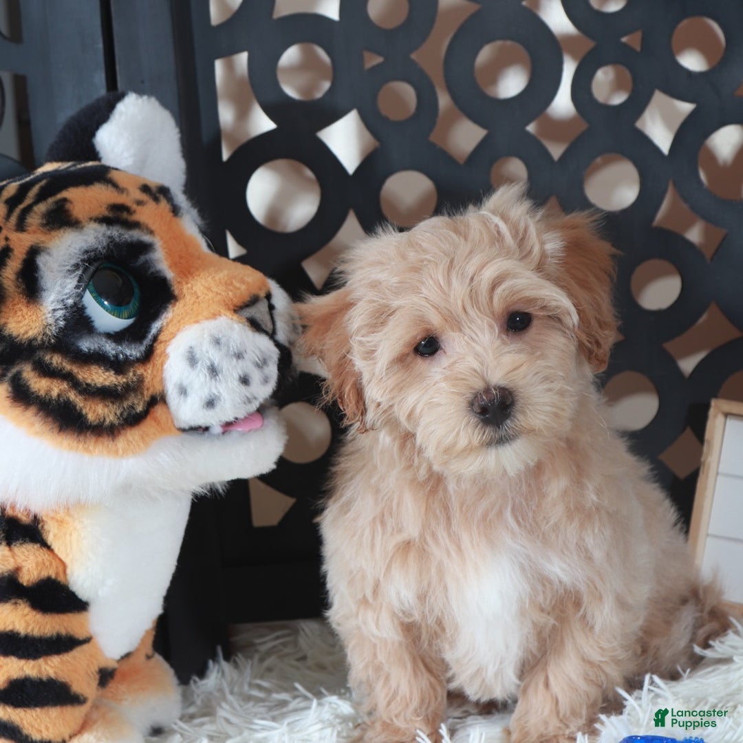 Maltipoo dogs for sale: Maltipoo Puppy Barry - Ad 5