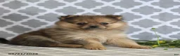 Pomeranian dogs for sale: Cinderella - Ad 5