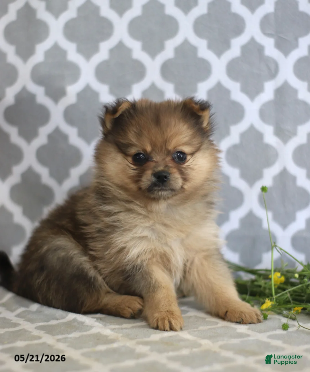 Pomeranian dogs for sale: Cinderella - Ad 5