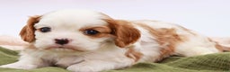 Cavalier King Charles Spaniel dogs for sale: Mack - Ad 2