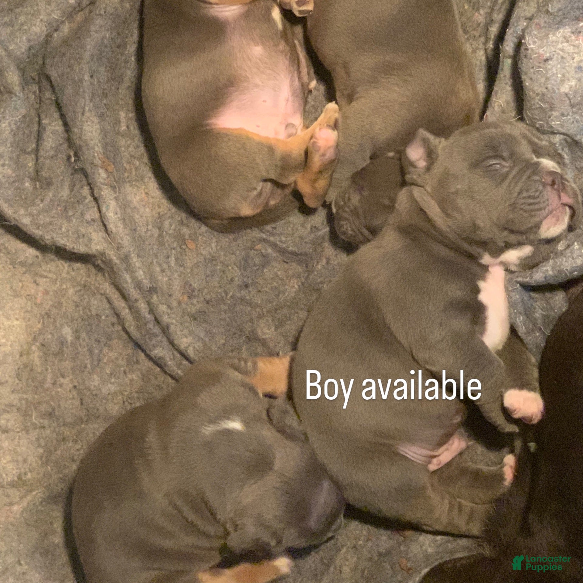 American Bully dogs American Bully 1 - Ad 29