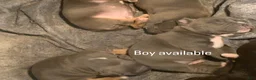 American Bully dogs for sale: American Bully 1 - Ad 1
