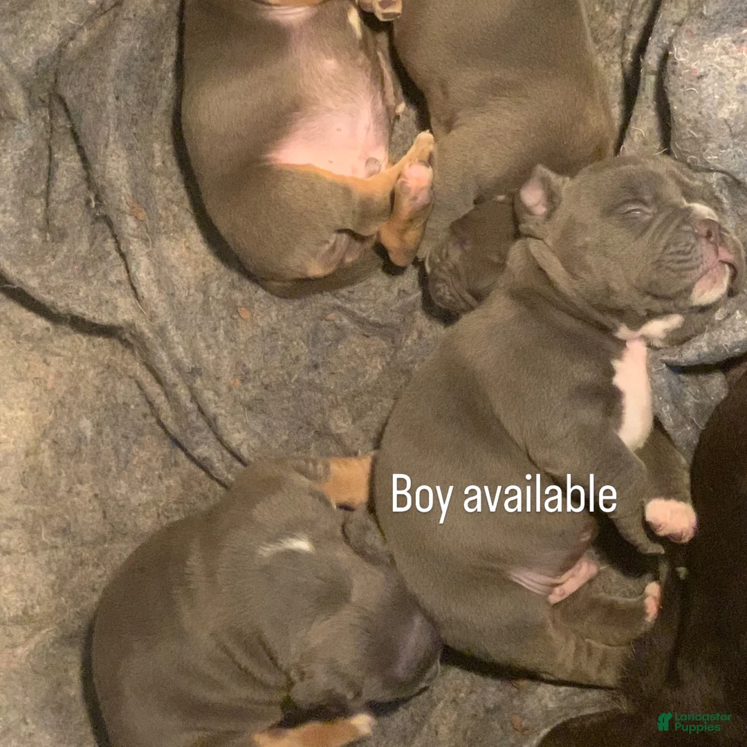American Bully dogs for sale: American Bully 1 - Ad 1