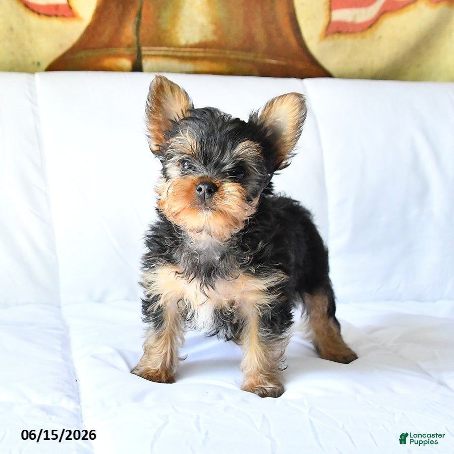 Yorkshire Terrier dogs Ace - Ad 1