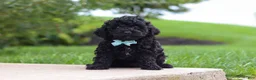 Cavapoo dogs for sale: Odin - Ad 3