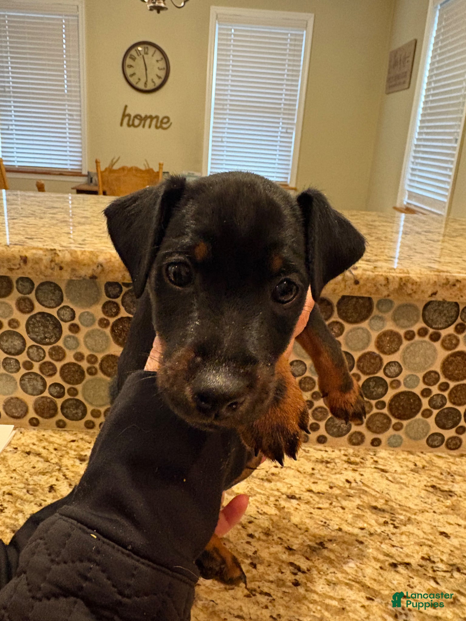 Mixed Breed dogs 8 week old Jagdterrier - Ad 17