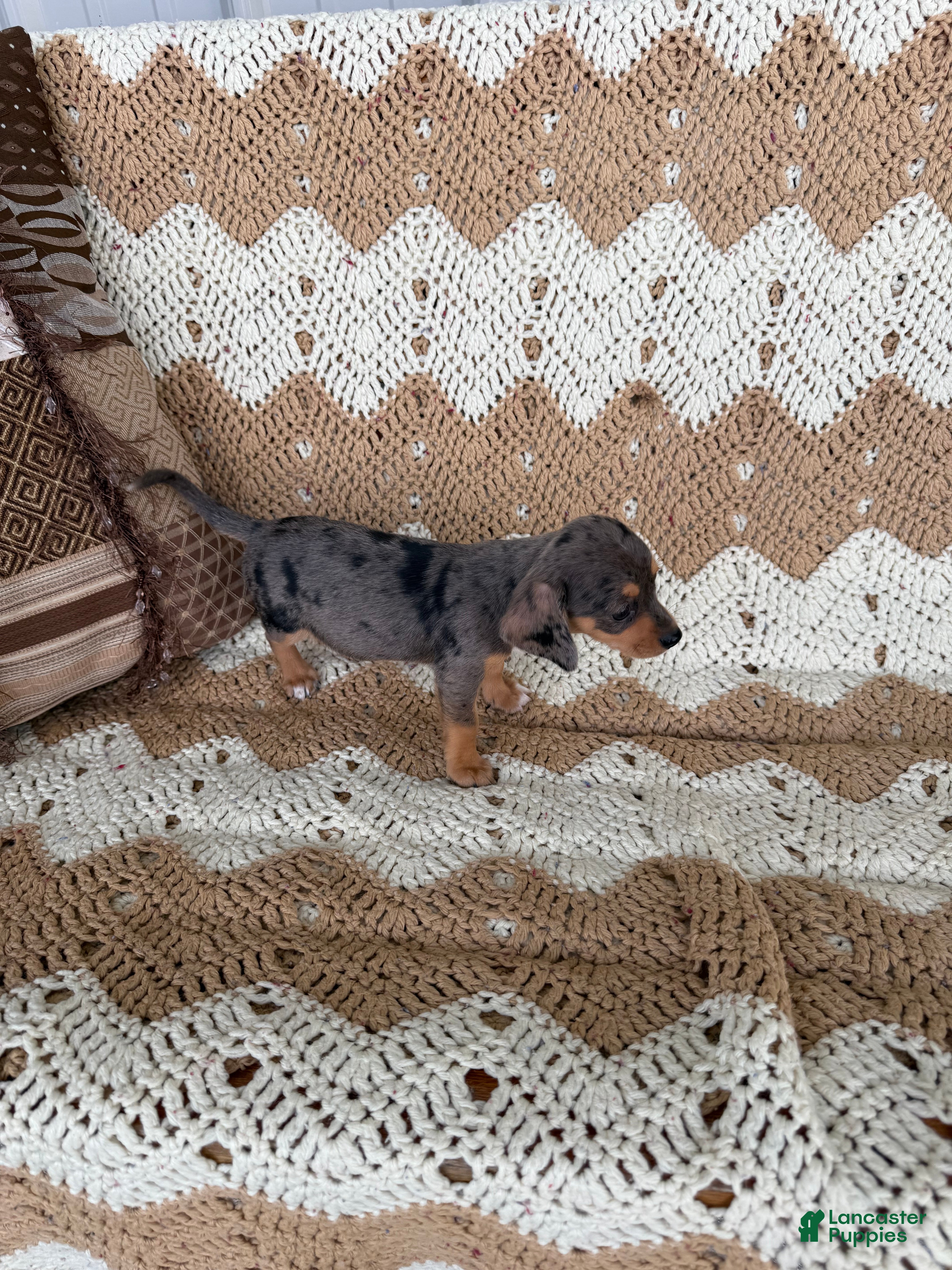 Miniature Dachshund dogs  Dapple girl - Ad 2