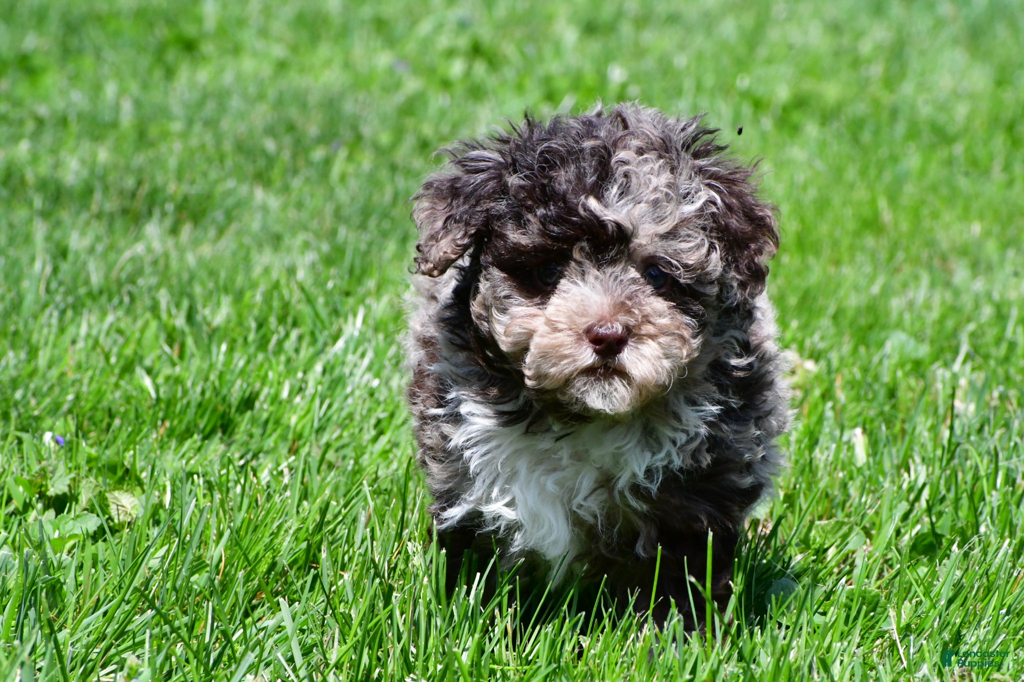 Miniature Poodle dogs Travis - Ad 2