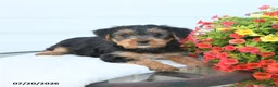Morkie dogs for sale: Landon - Ad 4