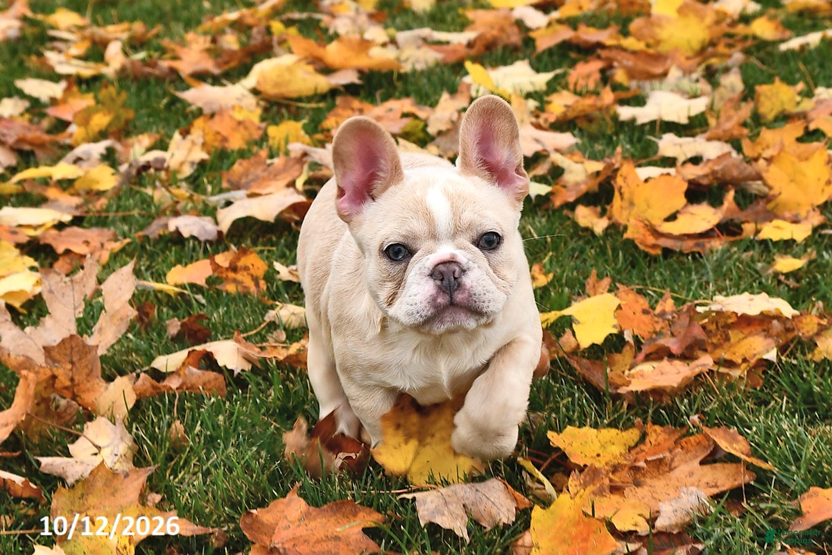 French Bulldog dogs Willow - Ad 1