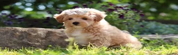 Maltipoo dogs for sale: Posie - Ad 6