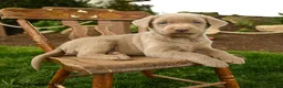 Labrador Retriever dogs for sale: Storm   - Ad 3
