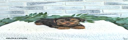 Yorkshire Terrier dogs for sale: Victor - Ad 3