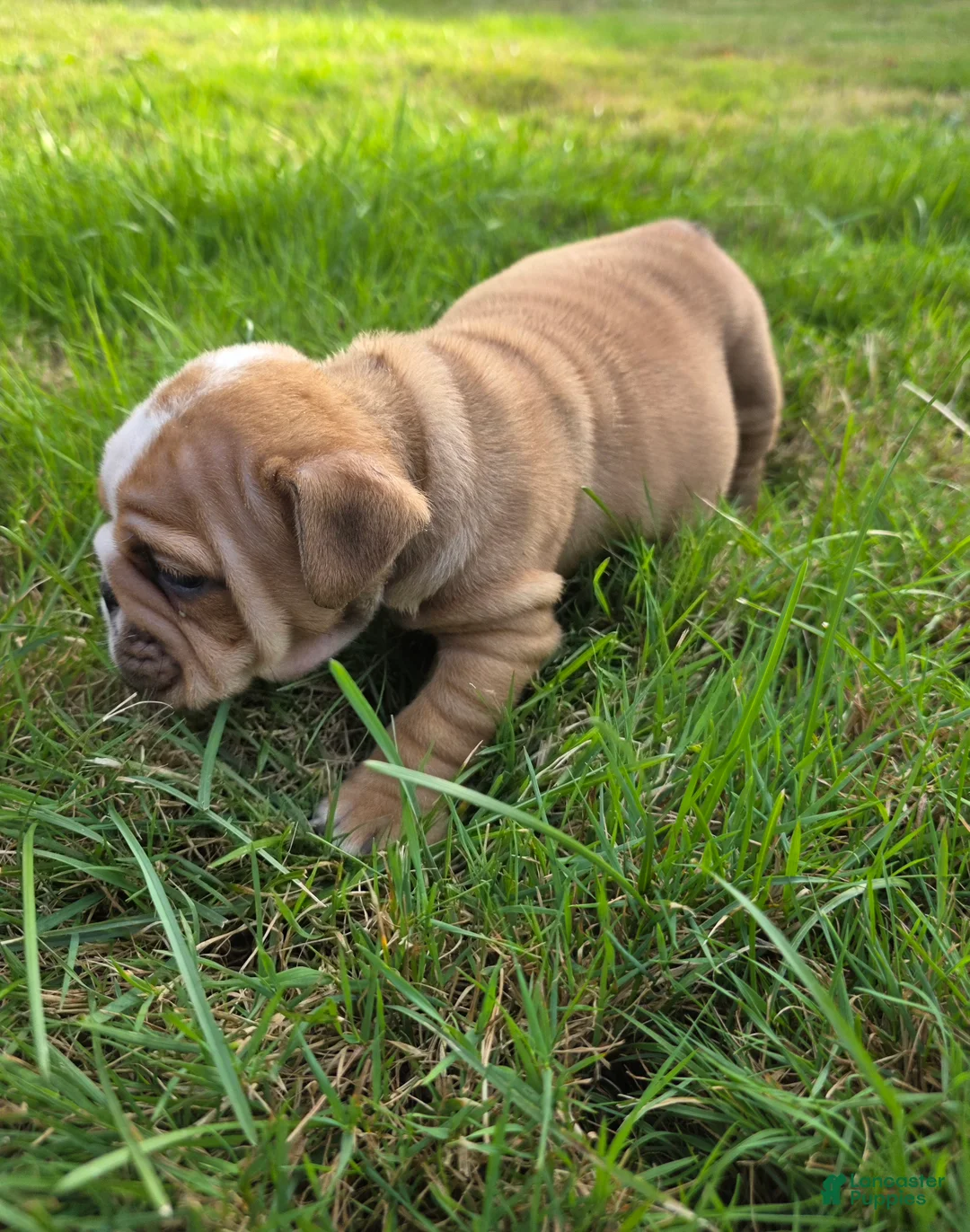 English Bulldog dogs for sale: Diesel  - Ad 1