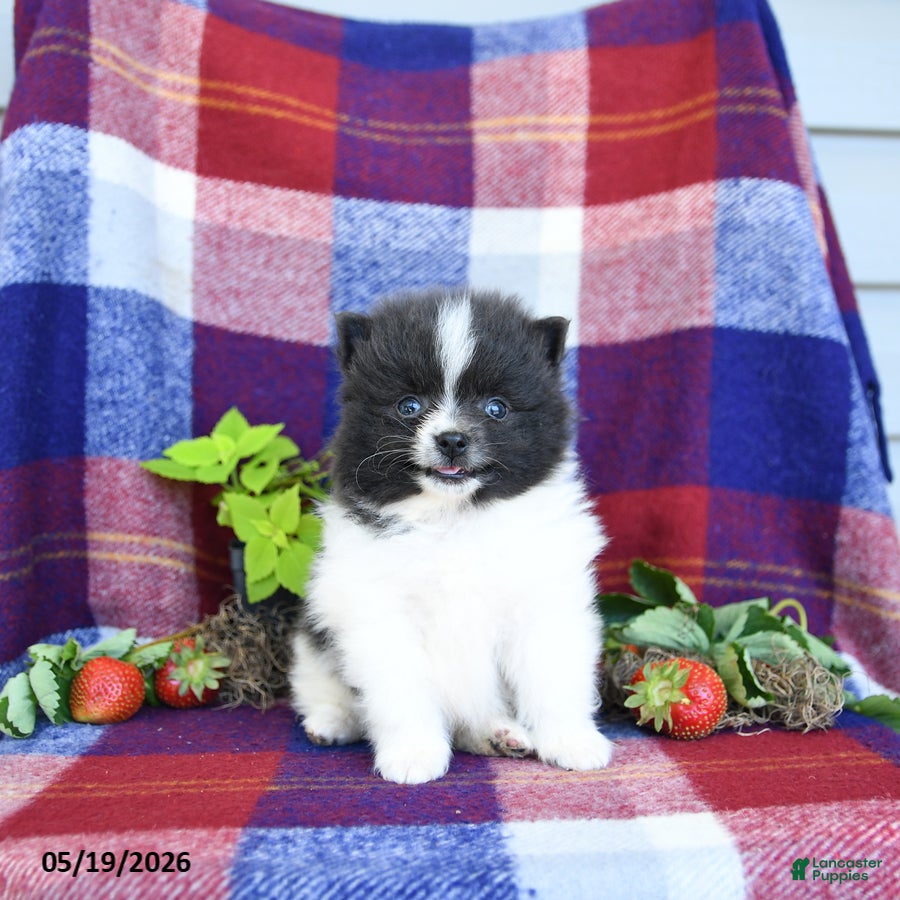 Pomeranian dogs Flipper - Ad 1