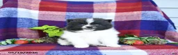 Pomeranian dogs for sale: Flipper - Ad 1