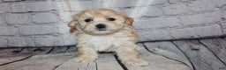 Morkie dogs for sale: Dasher - Ad 4