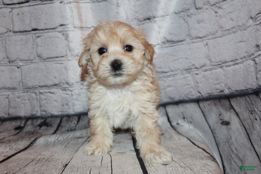 Morkie dogs for sale: Dasher - Ad 4